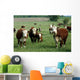 baby hereford calf Wall Mural