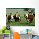 baby hereford calf Wall Mural