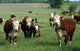 baby hereford calf Wall Mural