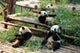 Giant Pandas Wall Mural