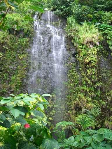 Cascade Tropicale Wall Decal