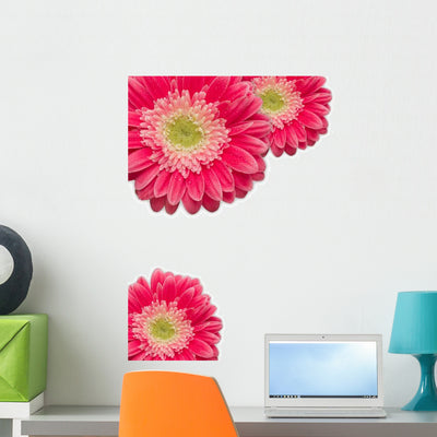 Pink Gerber Daisies with Wall Decal shown on a wall
