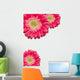 Pink Gerber Daisies with Water Drops on White Wall Decal