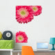 Pink Gerber Daisies with Water Drops on White Wall Decal