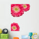 Pink Gerber Daisies with Water Drops on White Wall Decal