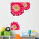 Pink Gerber Daisies with Water Drops on White Wall Decal