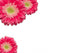 Pink Gerber Daisies with Water Drops on White Wall Decal