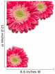 Pink Gerber Daisies with Water Drops on White Wall Decal