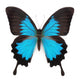 Blue butterfly Wall Decal
