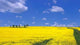 Canola Fields Wall Decal