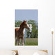 Mare and Foal