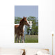 Mare and Foal