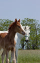 Mare and Foal
