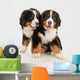 Two Bernese Puppies Wall Decal