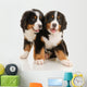 Two Bernese Puppies Wall Decal