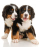 Two Bernese Puppies Wall Decal