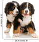 Two Bernese Puppies Wall Decal