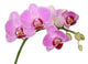 orchid Wall Decal
