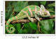 Lazy Chameleon Wall Decal