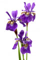 IRIS sibirica Wall Decal