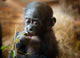 Cute Baby Bonobo Monkey Wall Mural