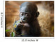 Cute Baby Bonobo Monkey Wall Mural