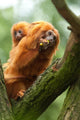 Cute Golden Lion Tamarin