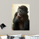 Cute Baby Bonobo Monkey Wall Mural