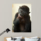 Cute Baby Bonobo Monkey Wall Mural
