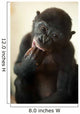 Cute Baby Bonobo Monkey Wall Mural