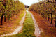 Orchards Wall Mural