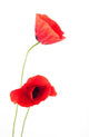poppy Wall Decal