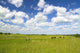 Rural Landscape with Cows