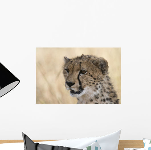 Portrait Cheetah Acinonyx Jubatus Wall Mural
