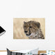 Portrait Cheetah Acinonyx Jubatus Wall Mural
