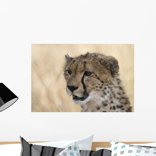 Portrait Cheetah Acinonyx Jubatus Wall Mural