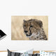 Portrait Cheetah Acinonyx Jubatus Wall Mural