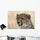 Portrait Cheetah Acinonyx Jubatus Wall Mural