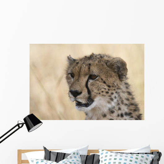 Portrait Cheetah Acinonyx Jubatus Wall Mural