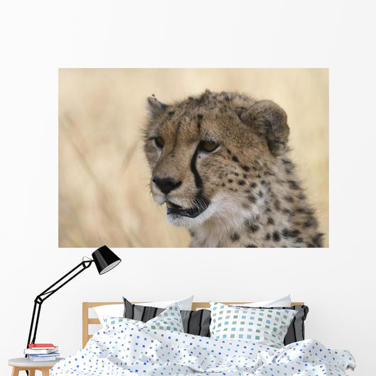 Portrait Cheetah Acinonyx Jubatus Wall Mural
