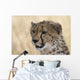 Portrait Cheetah Acinonyx Jubatus Wall Mural