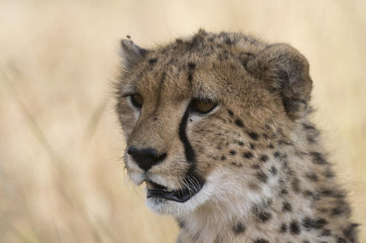 Portrait Cheetah Acinonyx Jubatus Wall Mural