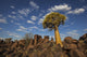 Quiver Tree With Cirrocumulus Floccus Warm In Orange Wall Mural