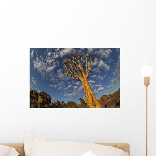 Quiver Tree With Cirrocumulus Floccus In Warm Orange Wall Mural