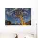 Quiver Tree With Cirrocumulus Floccus In Warm Orange Wall Mural