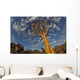 Quiver Tree With Cirrocumulus Floccus In Warm Orange Wall Mural