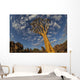 Quiver Tree With Cirrocumulus Floccus In Warm Orange Wall Mural