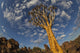 Quiver Tree With Cirrocumulus Floccus In Warm Orange Wall Mural