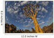 Quiver Tree With Cirrocumulus Floccus In Warm Orange Wall Mural