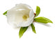 Magnolia Flower Wall Decal